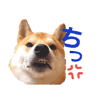 柴犬ちょろのスタンプ～Choro's Life～（個別スタンプ：7）
