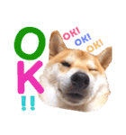 柴犬ちょろのスタンプ～Choro's Life～（個別スタンプ：9）
