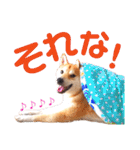 柴犬ちょろのスタンプ～Choro's Life～（個別スタンプ：10）