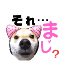 柴犬ちょろのスタンプ～Choro's Life～（個別スタンプ：11）