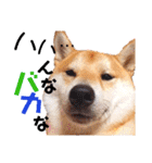 柴犬ちょろのスタンプ～Choro's Life～（個別スタンプ：12）
