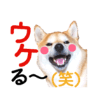 柴犬ちょろのスタンプ～Choro's Life～（個別スタンプ：13）
