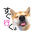 柴犬ちょろのスタンプ～Choro's Life～（個別スタンプ：14）