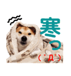 柴犬ちょろのスタンプ～Choro's Life～（個別スタンプ：15）