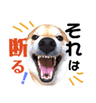 柴犬ちょろのスタンプ～Choro's Life～（個別スタンプ：16）