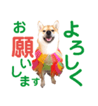 柴犬ちょろのスタンプ～Choro's Life～（個別スタンプ：17）