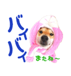 柴犬ちょろのスタンプ～Choro's Life～（個別スタンプ：18）