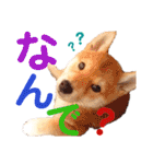 柴犬ちょろのスタンプ～Choro's Life～（個別スタンプ：19）