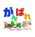 柴犬ちょろのスタンプ～Choro's Life～（個別スタンプ：20）
