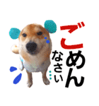 柴犬ちょろのスタンプ～Choro's Life～（個別スタンプ：21）
