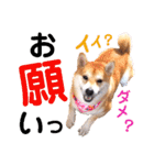 柴犬ちょろのスタンプ～Choro's Life～（個別スタンプ：24）