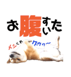柴犬ちょろのスタンプ～Choro's Life～（個別スタンプ：25）
