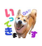 柴犬ちょろのスタンプ～Choro's Life～（個別スタンプ：26）