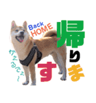 柴犬ちょろのスタンプ～Choro's Life～（個別スタンプ：27）