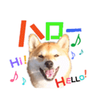 柴犬ちょろのスタンプ～Choro's Life～（個別スタンプ：28）