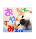 柴犬ちょろのスタンプ～Choro's Life～（個別スタンプ：31）