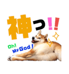 柴犬ちょろのスタンプ～Choro's Life～（個別スタンプ：32）