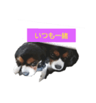 きゃばりあ しゃけ（個別スタンプ：9）