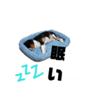 きゃばりあ しゃけ（個別スタンプ：20）