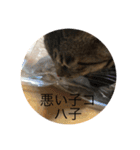 こはセシ①（個別スタンプ：3）