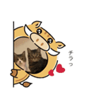 こはセシ①（個別スタンプ：4）