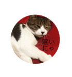 こはセシ①（個別スタンプ：7）