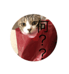 こはセシ①（個別スタンプ：10）