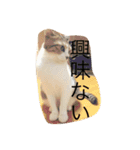 こはセシ①（個別スタンプ：12）