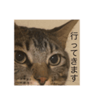 こはセシ①（個別スタンプ：23）