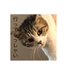 こはセシ①（個別スタンプ：24）