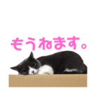 うちの子、小梅（個別スタンプ：2）