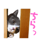 うちの子、小梅（個別スタンプ：7）