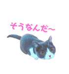 うちの子、小梅（個別スタンプ：12）
