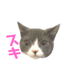 うちの子、小梅（個別スタンプ：13）