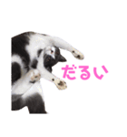 うちの子、小梅（個別スタンプ：14）