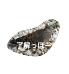 チェリー君のスタンプ（個別スタンプ：6）