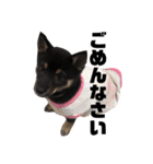 豆柴クロミちゃんの恋愛スタンプ（個別スタンプ：15）