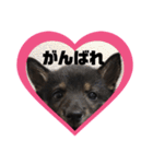 豆柴クロミちゃんの恋愛スタンプ（個別スタンプ：31）