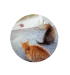 大切な人と猫（個別スタンプ：3）