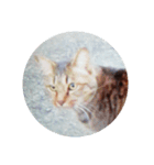 大切な人と猫（個別スタンプ：4）
