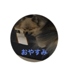 可愛いポメラニアンがじまるくんのスタンプ（個別スタンプ：2）
