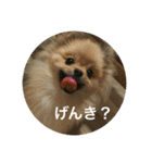 可愛いポメラニアンがじまるくんのスタンプ（個別スタンプ：4）
