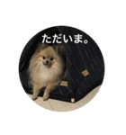 可愛いポメラニアンがじまるくんのスタンプ（個別スタンプ：5）