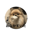 可愛いポメラニアンがじまるくんのスタンプ（個別スタンプ：8）