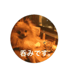 可愛いポメラニアンがじまるくんのスタンプ（個別スタンプ：9）