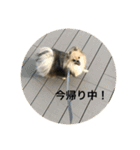可愛いポメラニアンがじまるくんのスタンプ（個別スタンプ：19）