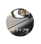 可愛いポメラニアンがじまるくんのスタンプ（個別スタンプ：21）