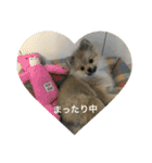可愛いポメラニアンがじまるくんのスタンプ（個別スタンプ：23）