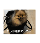 可愛いポメラニアンがじまるくんのスタンプ（個別スタンプ：24）