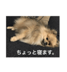 可愛いポメラニアンがじまるくんのスタンプ（個別スタンプ：27）